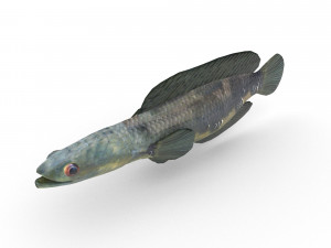 snakehead fish Modelo 3D
