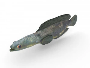 雷魚 3Dモデル