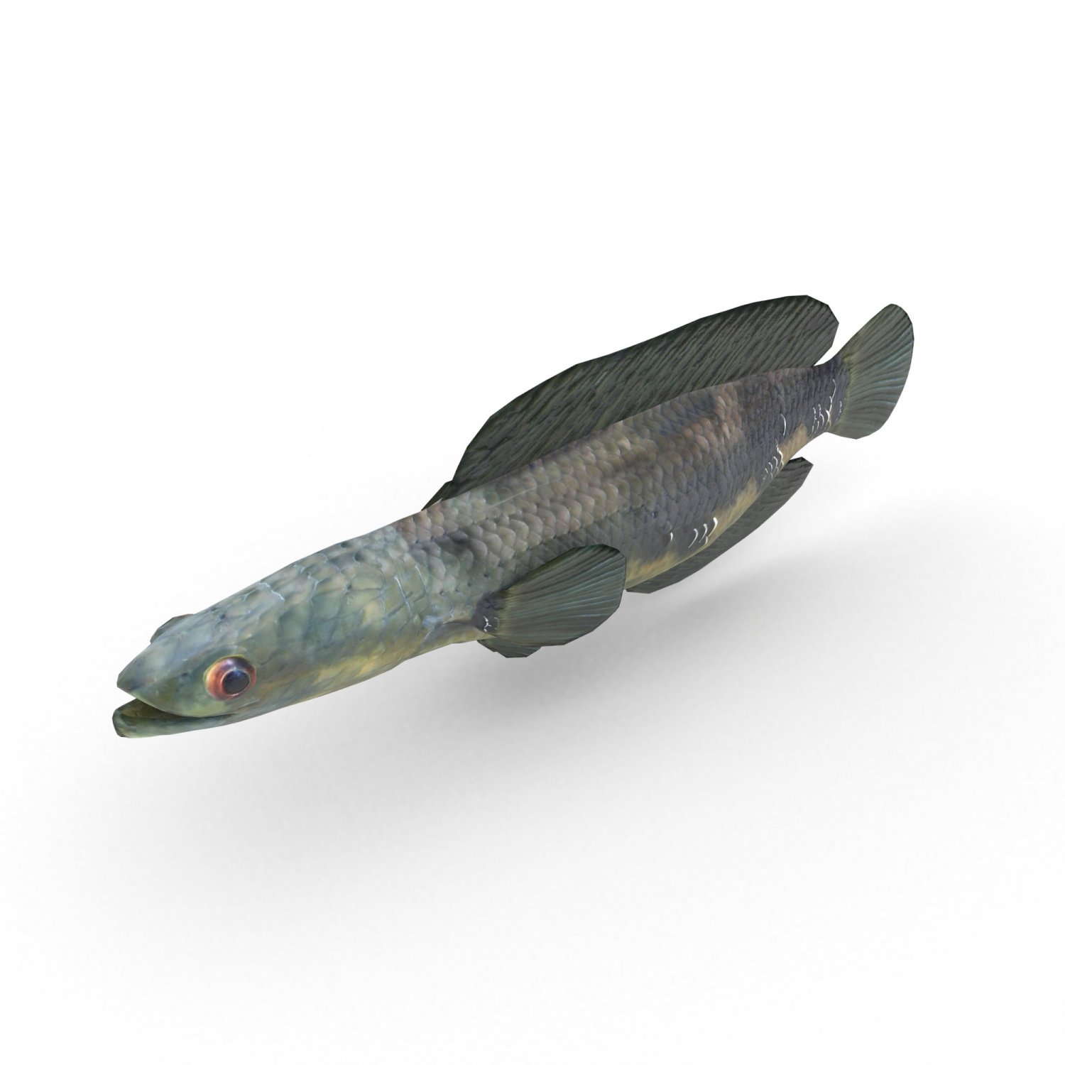 Snakehead Fish 3d Model In Fish 3dexport