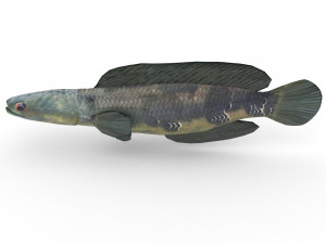 snakehead fish 3D Модель