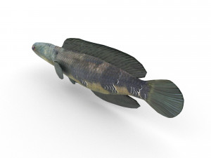 snakehead fish 3D Модель