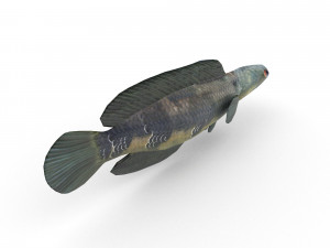 snakehead fish 3D Модель