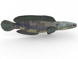 snakehead fish 3D Модель