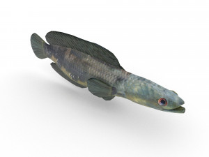 snakehead fish 3D Модель