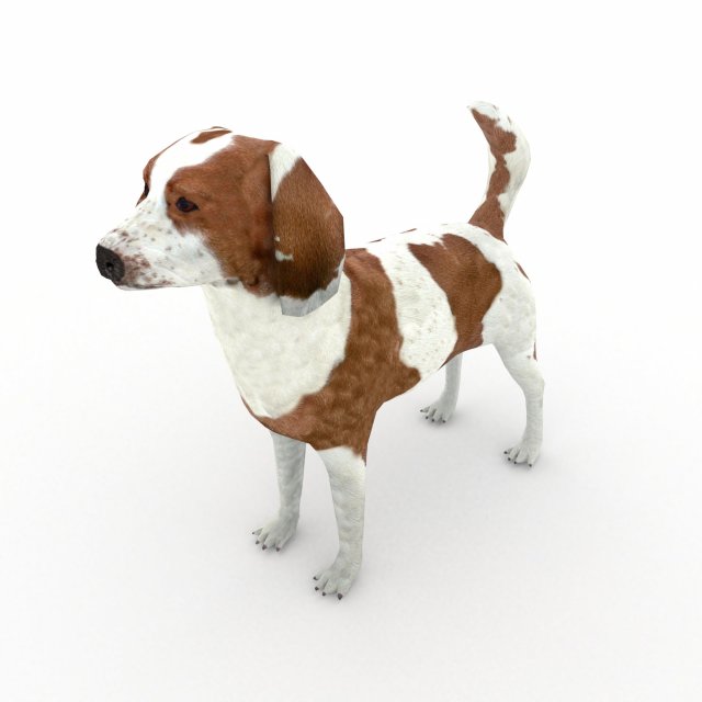 Beagle 3D मॉडल .c4d .max .obj .3ds .fbx .stl .blend 