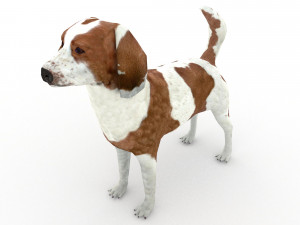 Beagle 3D Model
