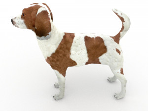 Beagle 3D मॉडल