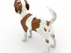 Beagle 3D मॉडल