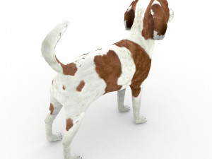 Beagle 3D मॉडल