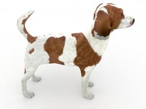 Beagle 3D मॉडल