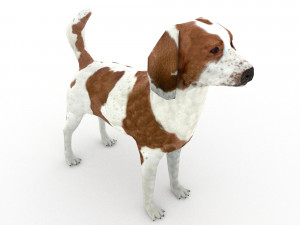Beagle 3D मॉडल