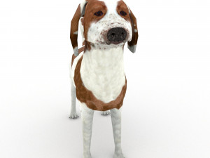 Beagle 3D मॉडल