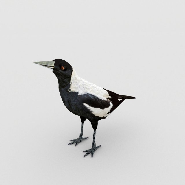 magpie 3Dモデル .c4d .max .obj .3ds .fbx .stl .blend 