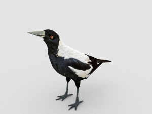 magpie 3D Model