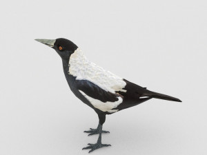 magpie 3Dモデル