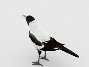 magpie 3Dモデル