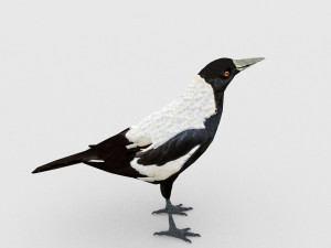 magpie 3Dモデル