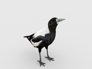 magpie 3Dモデル