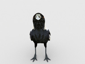 magpie 3Dモデル
