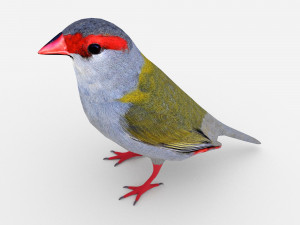 red browed finch 3D Models