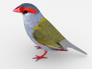 red browed finch Modèle 3D