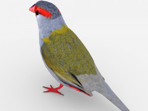 red browed finch Modèle 3D