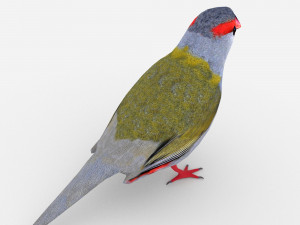 red browed finch Modèle 3D