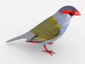 red browed finch Modèle 3D
