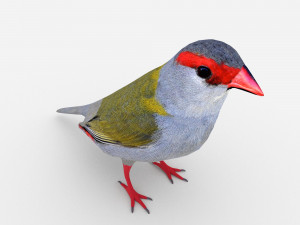 red browed finch Modèle 3D