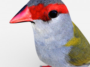 red browed finch Modèle 3D