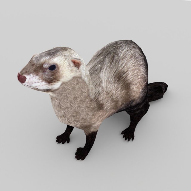 ferret 3D 모델 .c4d .max .obj .3ds .fbx .stl .blend 