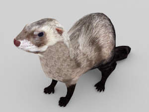 ferret 3D Model