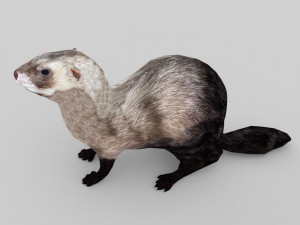 ferret 3D 모델