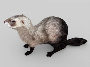 ferret 3D Model