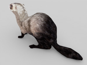 ferret 3D 모델