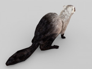 ferret 3D 모델