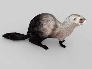 ferret 3D 모델