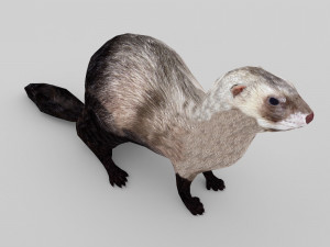 ferret 3D 모델