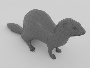 ferret 3D 모델