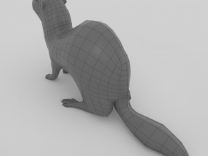 ferret 3D 모델