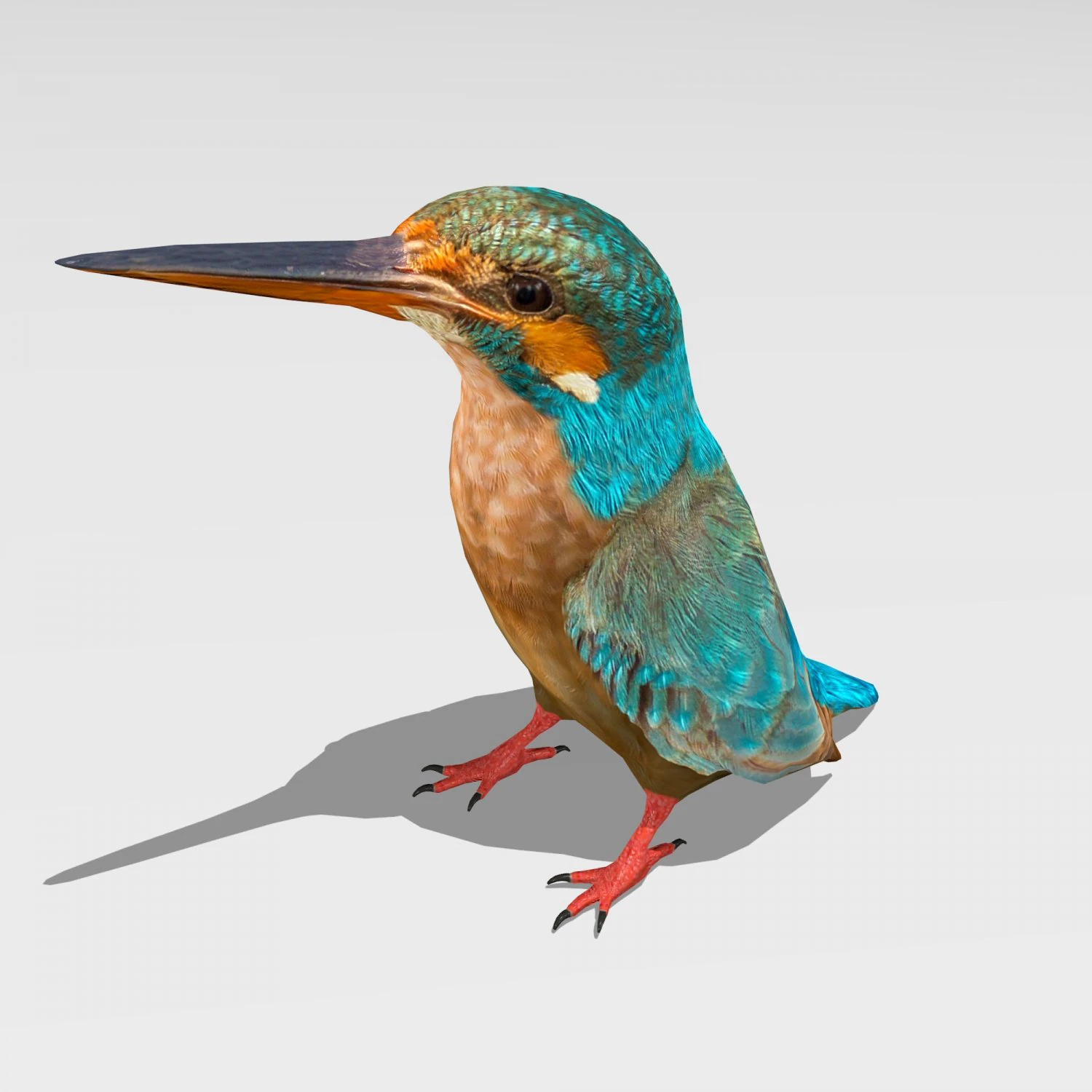 burung pekakak biasa Model 3D .c4d .max .obj .3ds .fbx .stl .blend 