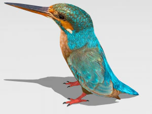 burung pekakak biasa Model 3D