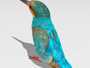 burung pekakak biasa Model 3D