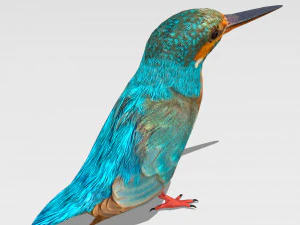 burung pekakak biasa Model 3D
