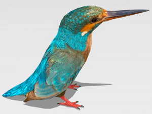 burung pekakak biasa Model 3D