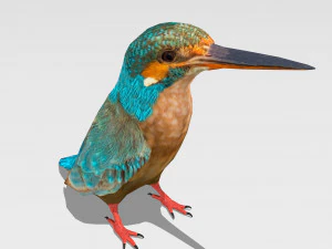 burung pekakak biasa Model 3D