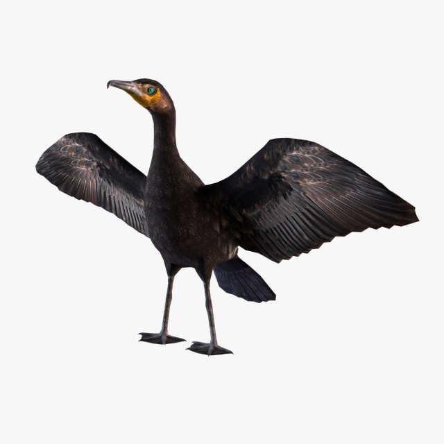 Great cormorant 3D Модель .c4d .max .obj .3ds .fbx .stl .blend 