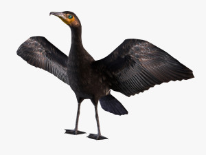 Great cormorant 3D-Modell