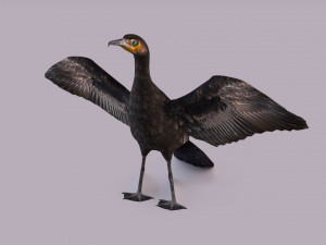 Great cormorant 3D Модель
