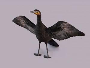 Great cormorant 3D Model